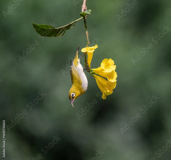 Fototapeta Indian white eye bird hanging upside down looking to suck nectar from flower.
