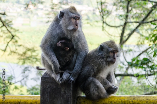 Obraz BALI INDONESIA MACAQUE