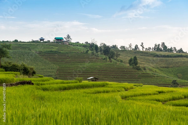 Obraz Rice terraces