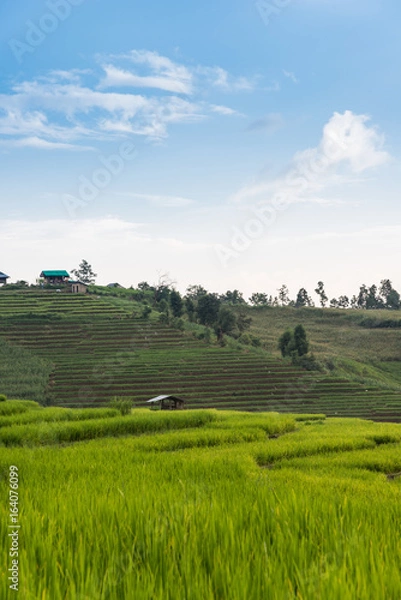 Obraz Rice terraces