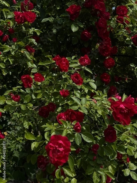 Fototapeta Blooming roses in a garden