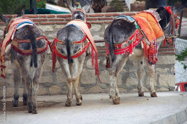 Obraz burros aparcados