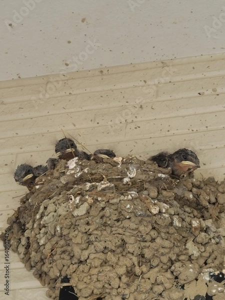 Fototapeta ツバメの巣
