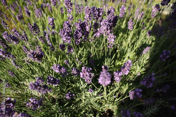 Obraz Sunlight Lavendar