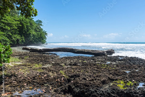 Obraz Seascape with tree log on the wild Caribbean coast of Costa Rica