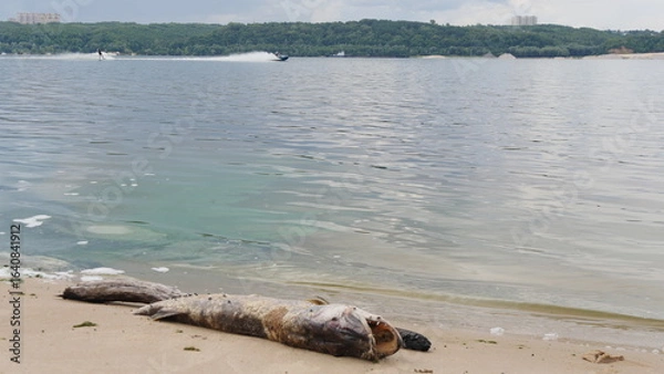 Fototapeta A large pike washed up on the shore lies on a sandy beach. Flies are crawling over its body. Summer day.