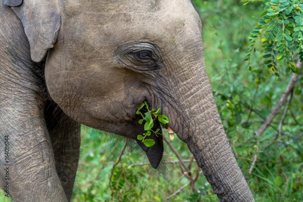 Obraz Close Up View of Young Elephant Head Eating Leaves