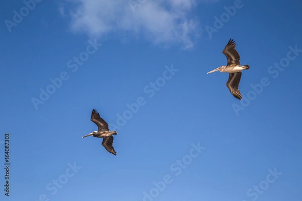 Fototapeta PELICANS 2