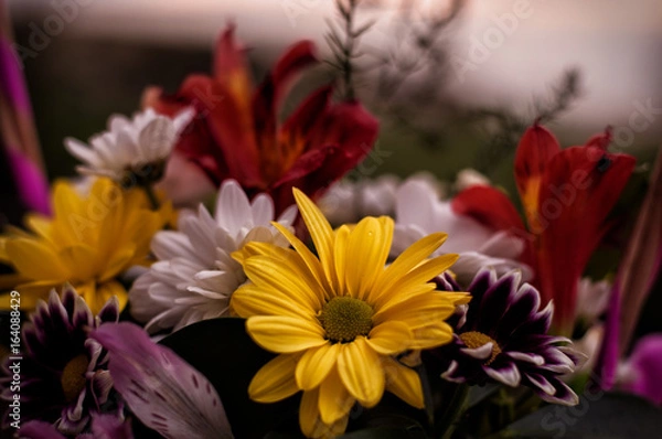 Obraz Chrysanthemum bouquet