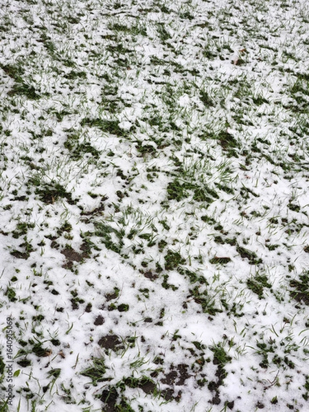 Fototapeta Grass under snow. Green grass dusted with snow