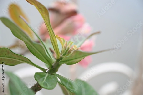 Obraz hibiscus plant with small buds 