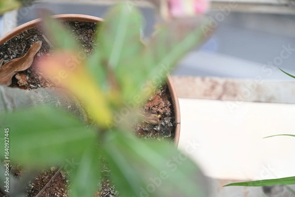 Obraz soil in focus rather than the green plant 