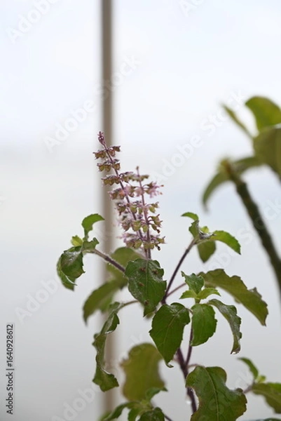 Obraz lavender plant in full bloom full focus 