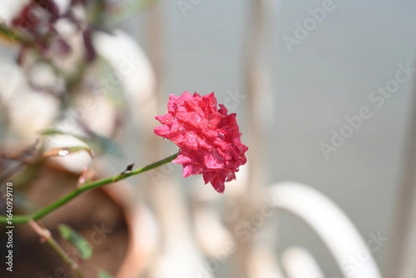 Obraz red rose with water droplets in full focus 