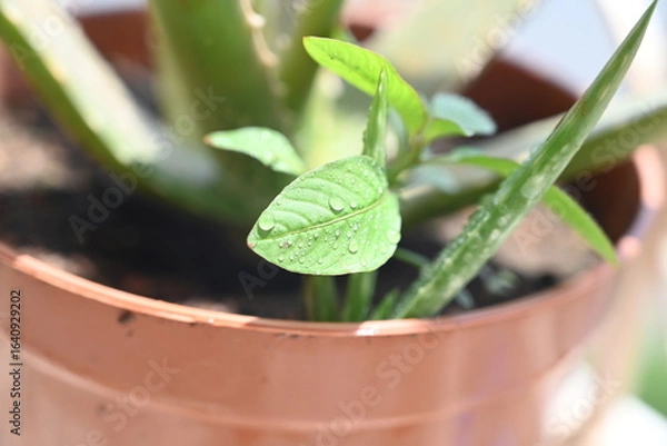 Obraz fresh green mint leaves with water droplets 
