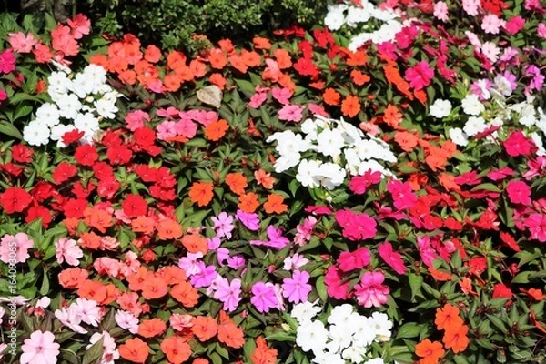 Fototapeta Various types of Impatiens