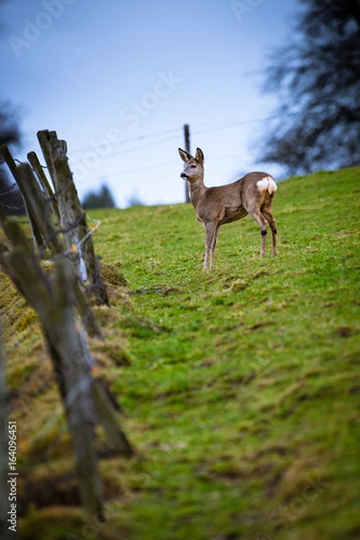 Obraz Reh steht auf einer Wiese