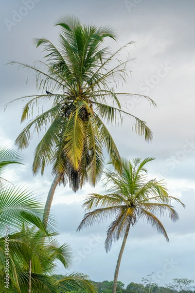 Fototapeta Verdant coconut palms flourishing across Costa Rica's lush tropical landscape, casting gentle shadows on sunlit terrain