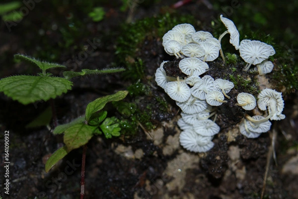 Obraz low angle closeup of a mushrooms growing in the forest in monsoon season in Himachal pradesh, India