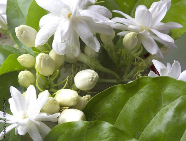 Fototapeta jasmine white background