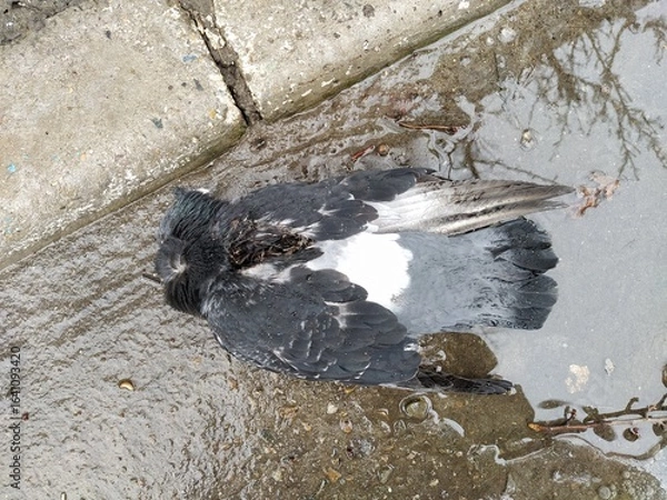 Fototapeta Dead dove on a ground in a puddle