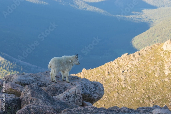 Obraz Mountain Goat