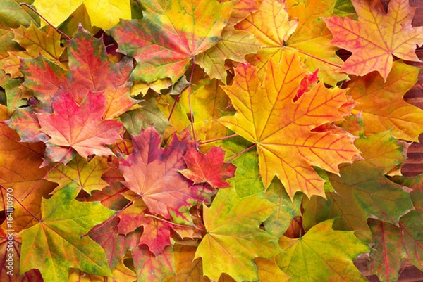 Fototapeta  Fallen Maple leaves. Autumn background with colorful  leaves.