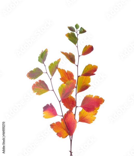Fototapeta Branches  with small  colorful autumn leaves (Spiraea Vanhouttei) isolated on white background.