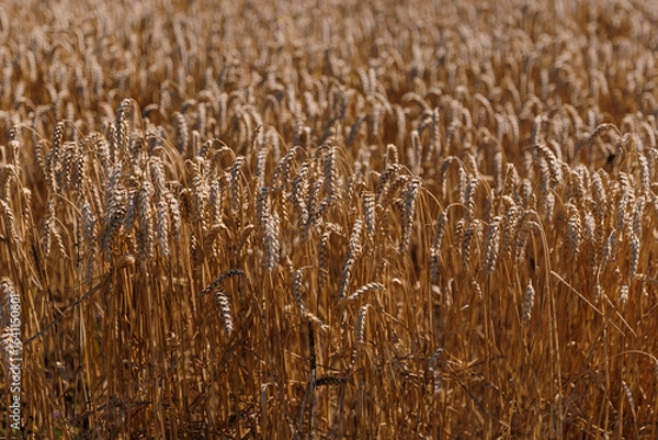 Obraz wheat field