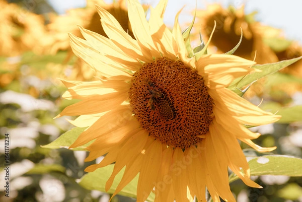 Obraz sunflower close up