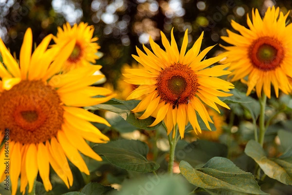 Obraz sunflowers in the field