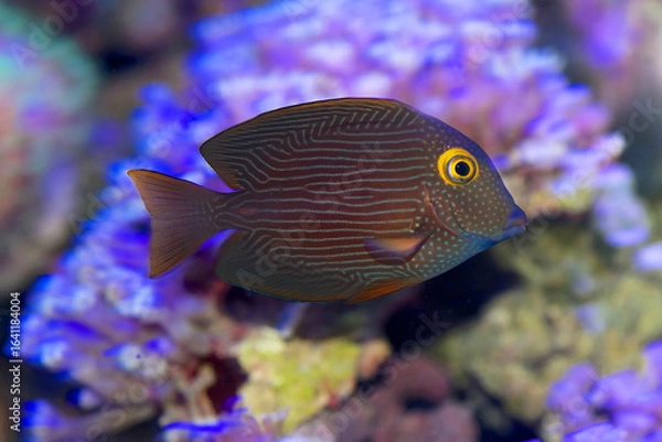 Obraz The yellow-eyed Tang, a small surgeonfish species, with brown coloring, blue dots and a gold rim to the eye