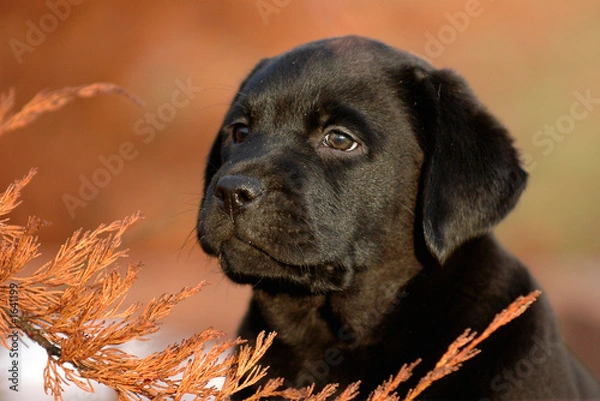 Obraz labrador retriever puppy
