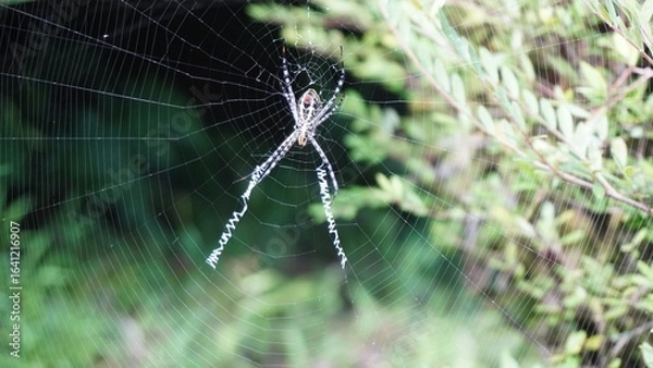Obraz Spider in Borneo