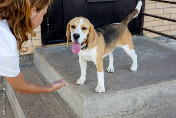 Obraz Friendly beagle greets owner on concrete steps during sunny day in urban setting