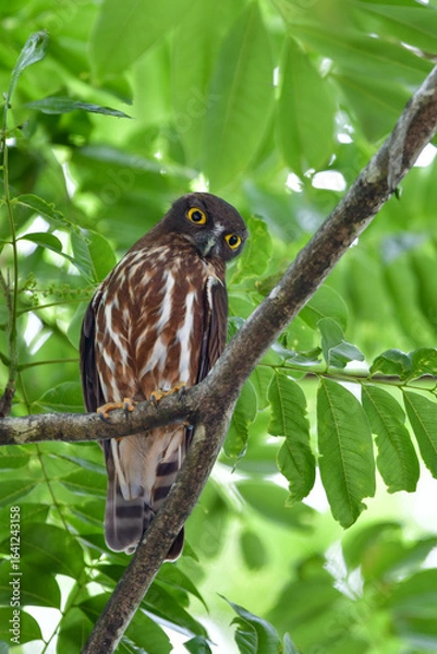 Obraz 神社の鎮守の森や身近な公園でも見られる人気のあるかわいらしいフクロウの仲間、アオバズク