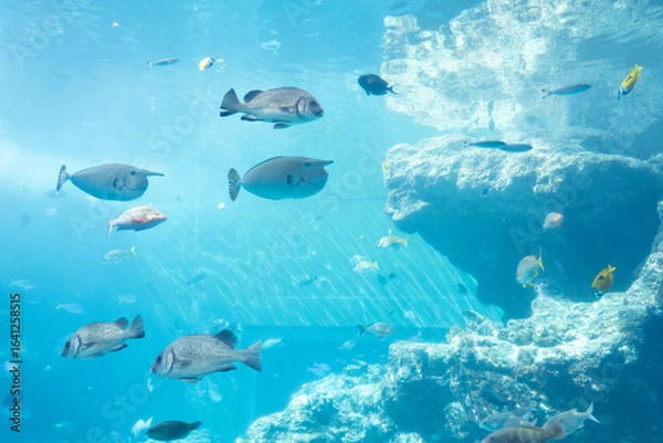 Obraz 沖縄美ら海水族館　熱帯魚の海　ヒメテングハギ