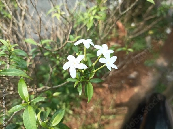 Obraz white jasmine flowers in the garden