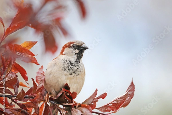 Obraz Spatz, Sperling