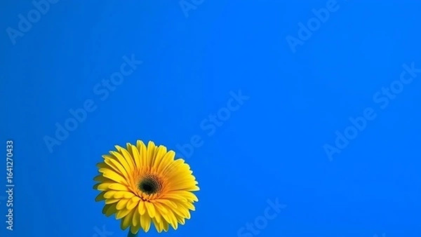 Obraz Single yellow gerbera in minimalist vase against vibrant blue gradient with dramatic lighting.