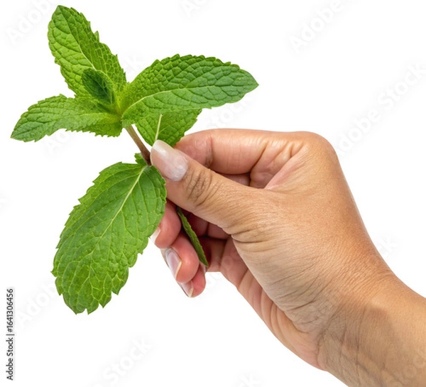 Obraz hand holding mint leave isolated white background