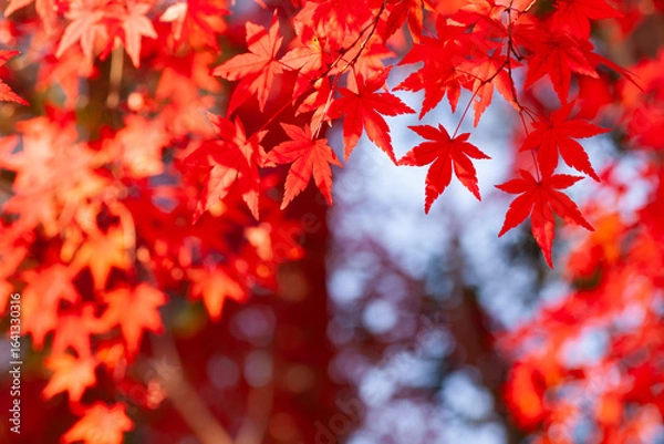 Fototapeta 鮮やかな紅葉