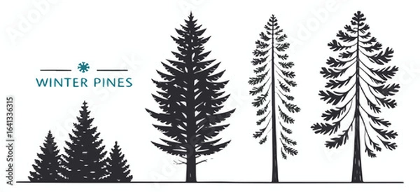 Fototapeta Collection of stylized dark pine trees with textured branches and foliage on a white background