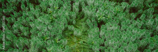 Fototapeta green grass background