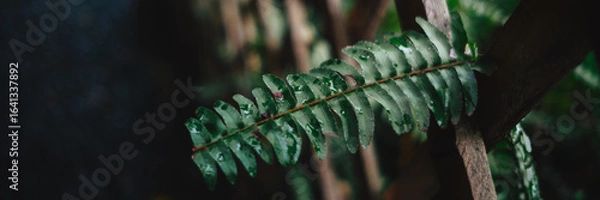 Fototapeta palm tree leaf