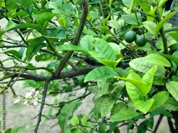 Fototapeta Lemon Tree Branch with Green Leaves, Small Unripe Fruits, and Blossoms