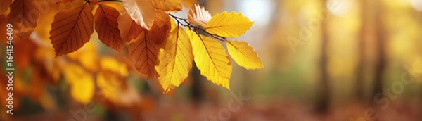 Fototapeta Beautiful autumn leaves in vibrant fall colors creating a scenic outdoor landscape with colorful trees banner