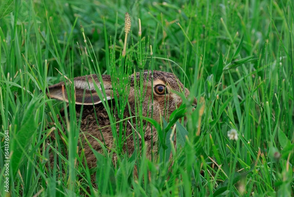 Obraz A wild rabbit crouching in fresh grass