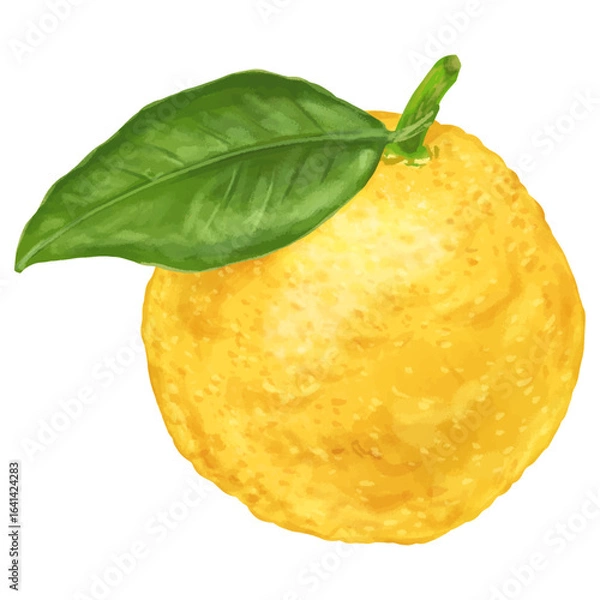 Obraz 冬が旬！リアルなタッチの葉付き柚子1個のイラス