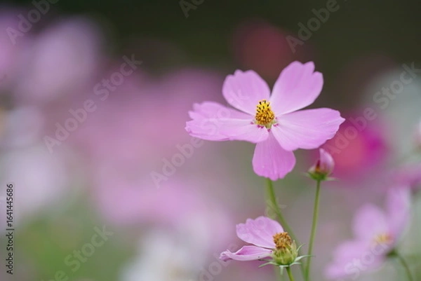 Obraz ピンク色のコスモスのアップ(6)